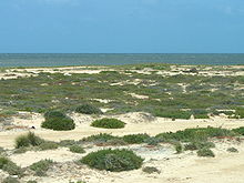 http://upload.wikimedia.org/wikipedia/commons/thumb/9/93/Djerba_south-coast-3.jpg/220px-Djerba_south-coast-3.jpg