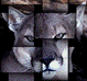 puma.gif