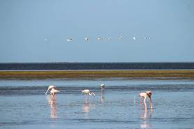marina, houmt souk, djerba, tunisie, flamant rose - houmt souk photos et images de collection